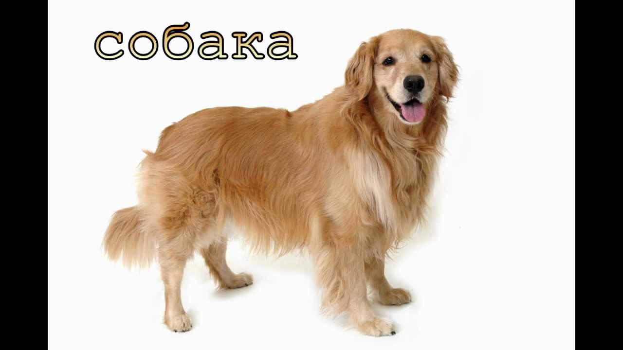 Звуки и картинки домашних животных для детей