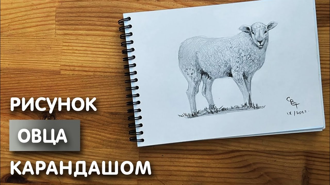 Как нарисовать овцу карандашом поэтапно
