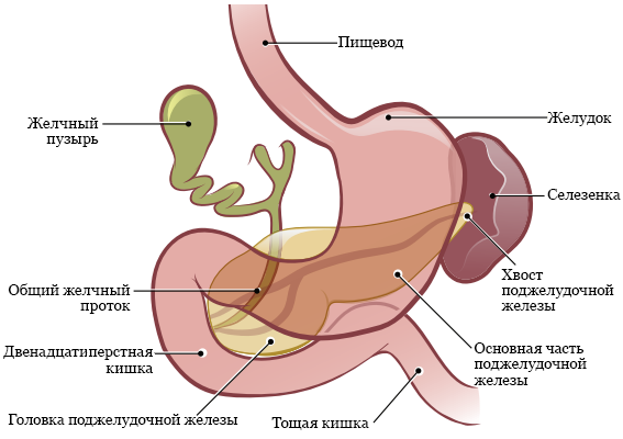Раскраска блюдце. орнаменты и узоры на посуде. мастер-класс в проекте