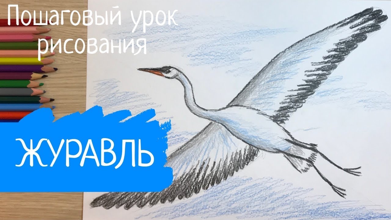 Как нарисовать журавля поэтапно карандашом