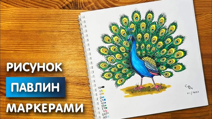 Как нарисовать павлина для начинающих: рисунок карандашом, красками поэтапно, инструкции, фото