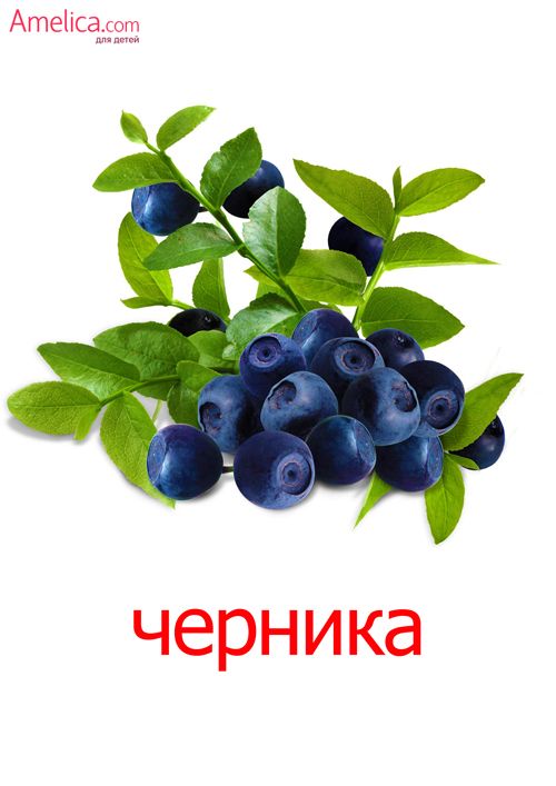 Лесные ягоды картинки для детей детского сада