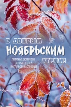 150+ красивых открыток со снегом «доброе утро»