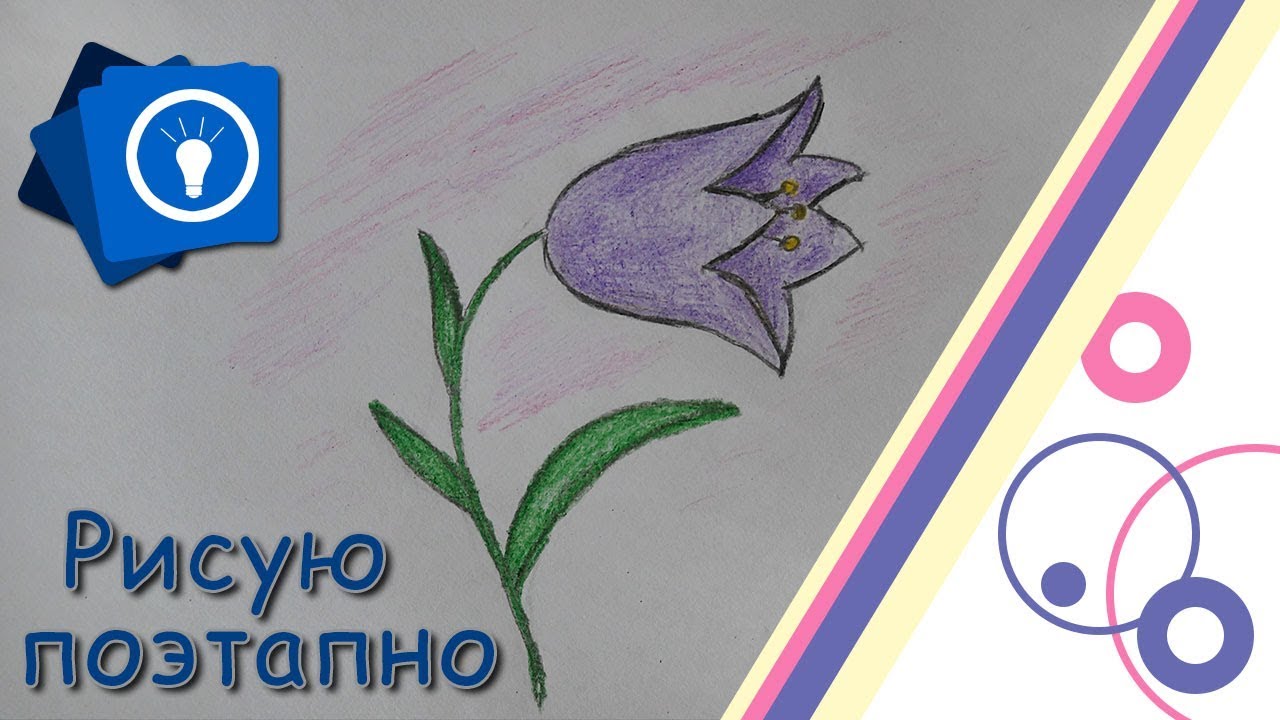 Как нарисовать колокольчик цветок карандашом поэтапно