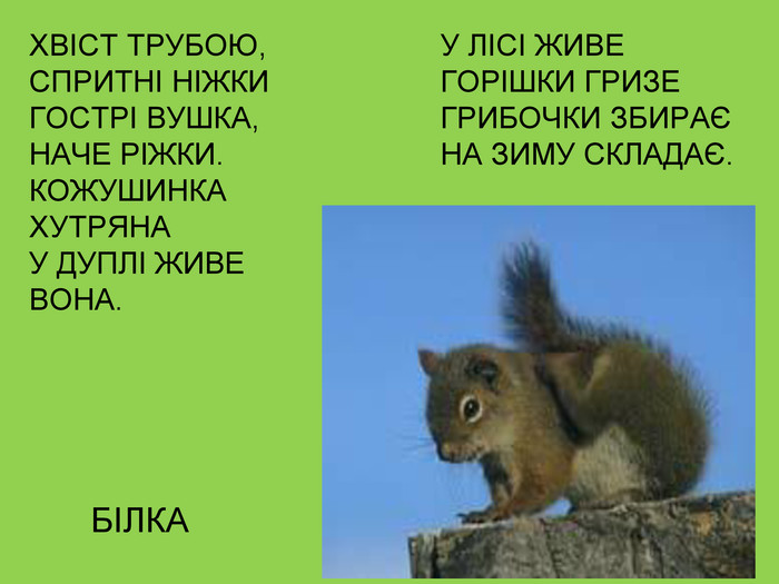 Загадки про диких тварин