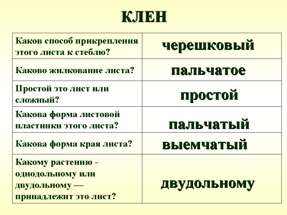 Описание листьев клена по биологии
