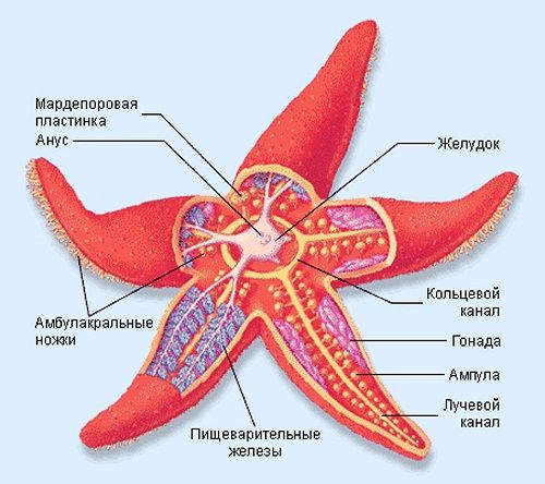 Красивые и необычные морские звезды