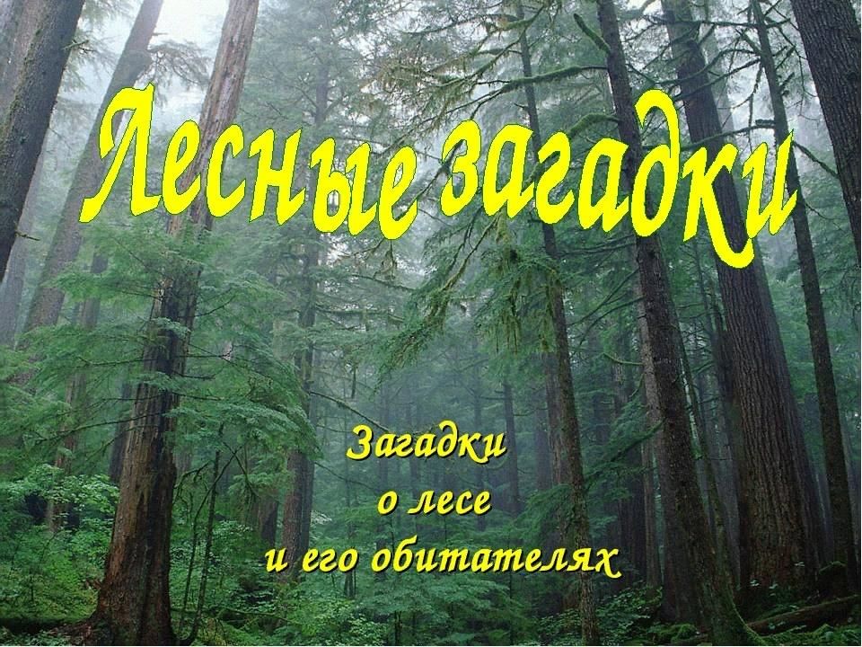 Загадки о лесе