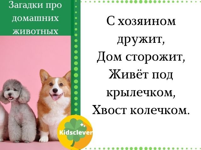 Загадки про собаку