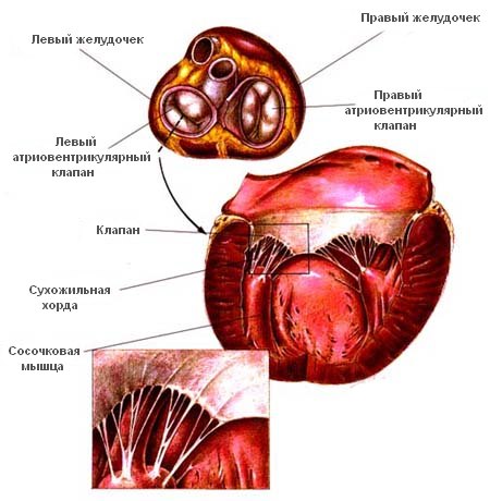 Сердце и сердечнососудистая система кошек
