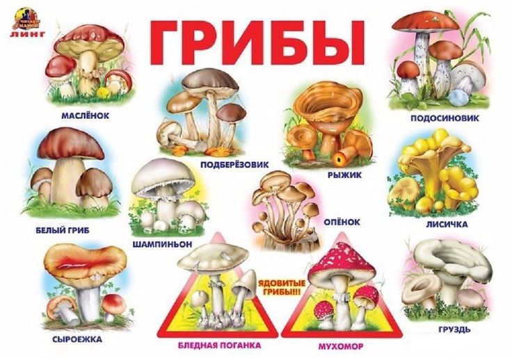 Детям о грибах