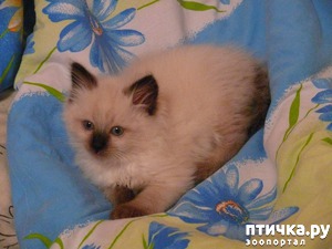 Моя самая любимая кошка алиса. невские маскарадные кошки, лучшие кошки на свете