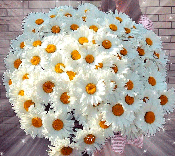 Гифки ромашек
