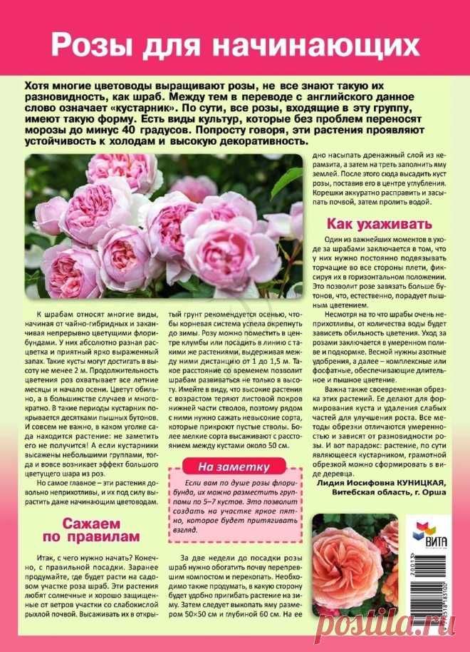 Как нарисовать цветок? 7 способов для новичка