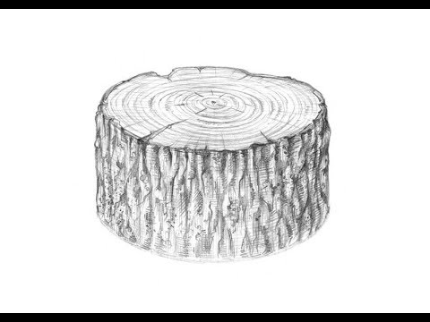 Как нарисовать пень от дерева карандашом поэтапно