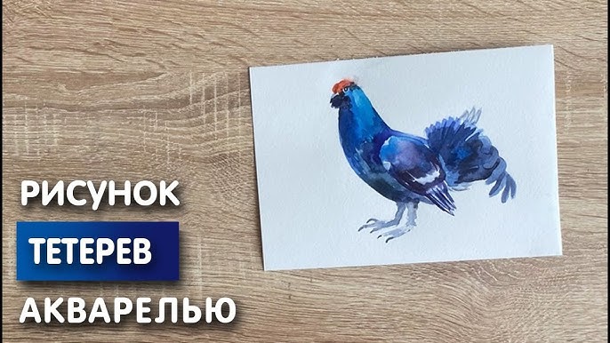 Как нарисовать голубя своими руками: поэтапные уроки для начинающих. учимся рисовать красками, карандашом